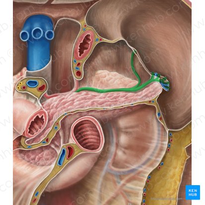 Splenic artery (Arteria splenica); Image: Irina Münstermann