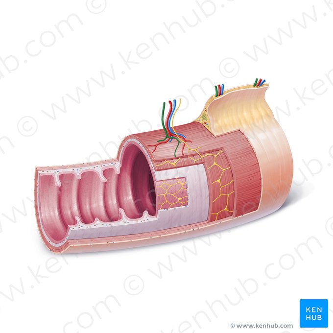 Vaso linfático (Vas lymphaticum); Imagem: Paul Kim