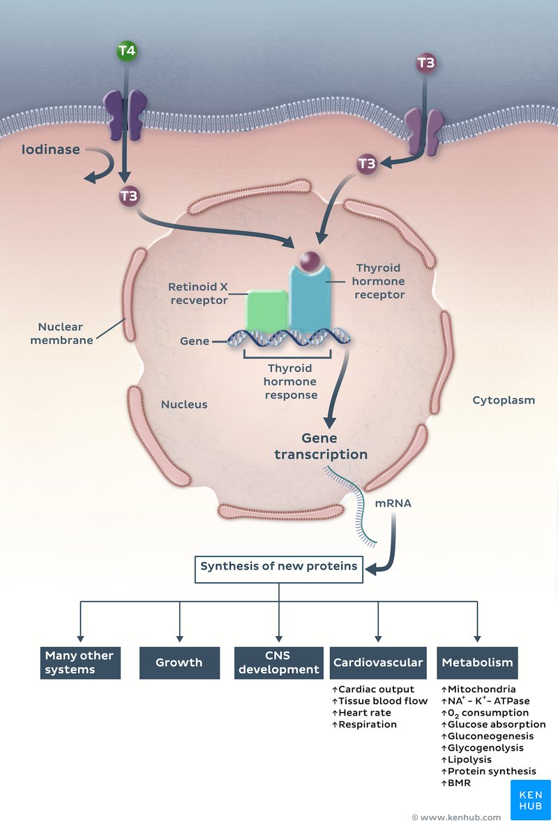 Effects of thyroid hormones