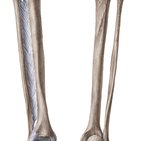 Tibia