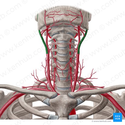 External carotid artery (Arteria carotis externa); Image: Yousun Koh