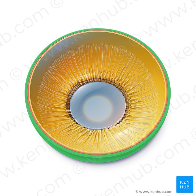 Sclère (Sclera); Image : Paul Kim