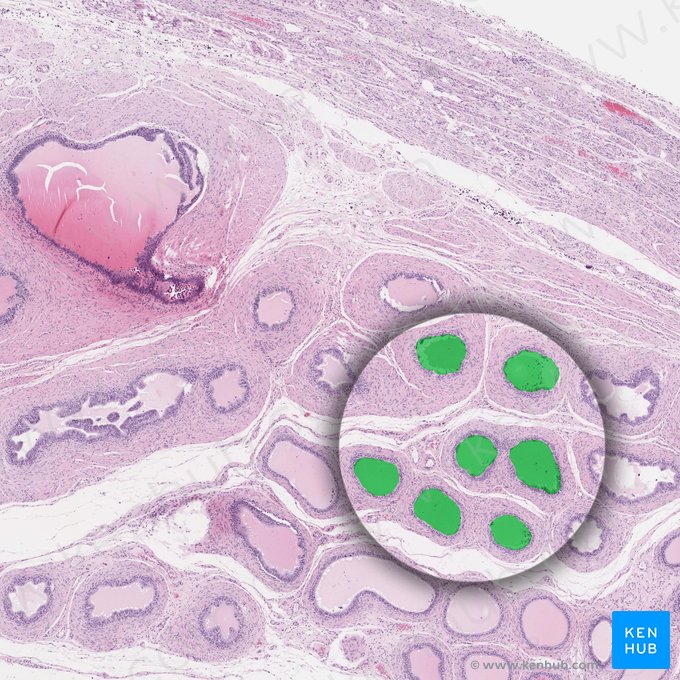 Dúctulos eferentes do testículo (Ductuli efferentes testis); Imagem: 