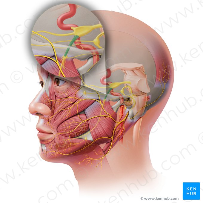 Nervo mandibular (Nervus mandibularis); Imagem: Paul Kim