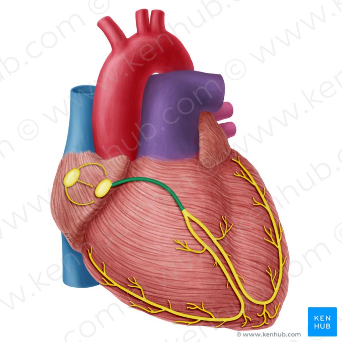 Fascículo atrioventricular (de His) (Fasciculus atrioventricularis); Imagen: Yousun Koh