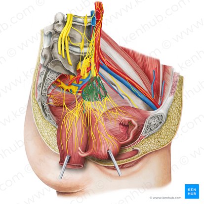 Left inferior hypogastric plexus (Plexus hypogastricus inferior sinister); Image: Irina Münstermann