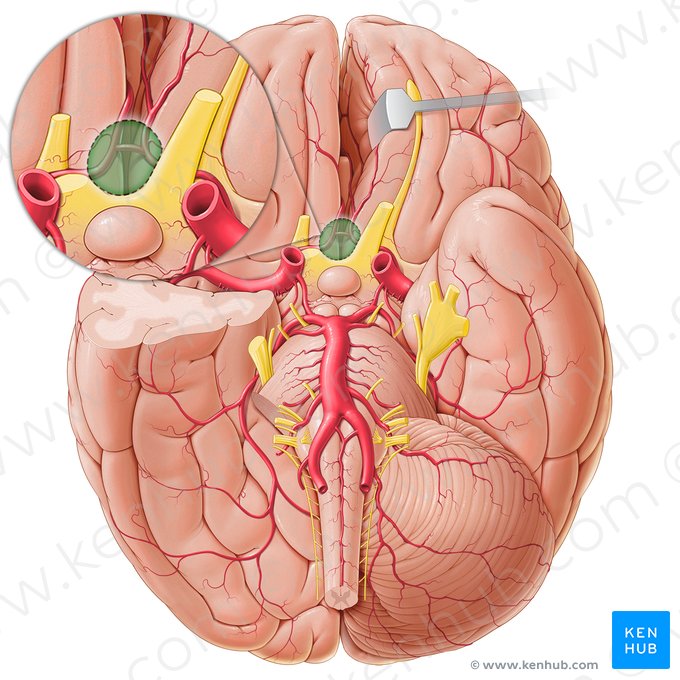 Cisterna da lâmina terminal (Cisterna laminae terminalis); Imagem: Paul Kim