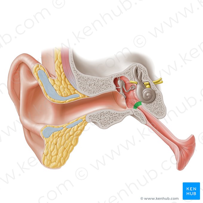 Orificio timpánico de la tuba auditiva (Ostium tympanicum tubae auditivae); Imagen: Paul Kim