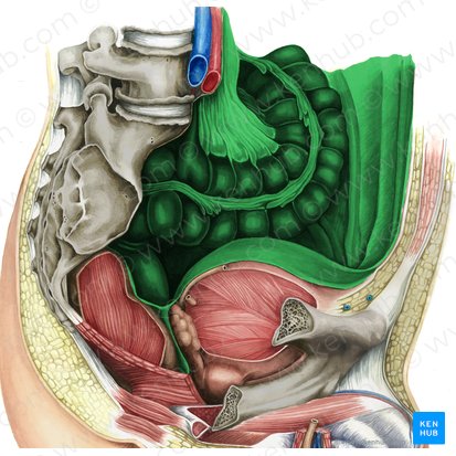 Peritoneum; Image: Irina Münstermann