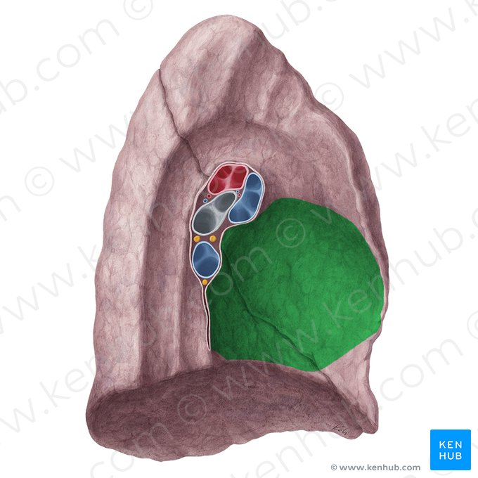 Impressão cardíaca do pulmão esquerdo (Impressio cardiaca pulmonis sinistri); Imagem: Yousun Koh