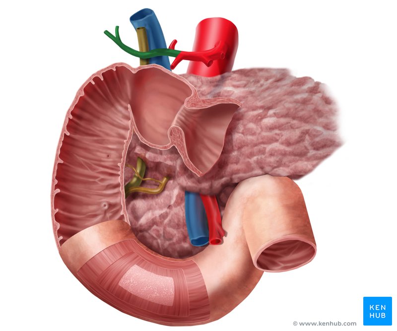 Proper hepatic artery (arteria hepatica propria)