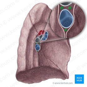 Bronchopulmonary lymph nodes of left lung (Nodi lymphoidei bronchopulmonales pulmonis sinistri); Image: Yousun Koh