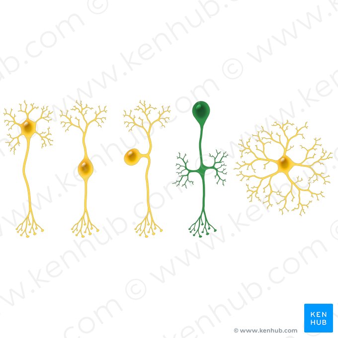 Neurone unipolaire (Neuron unipolare); Image : Paul Kim