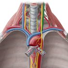 Vena jugularis interna