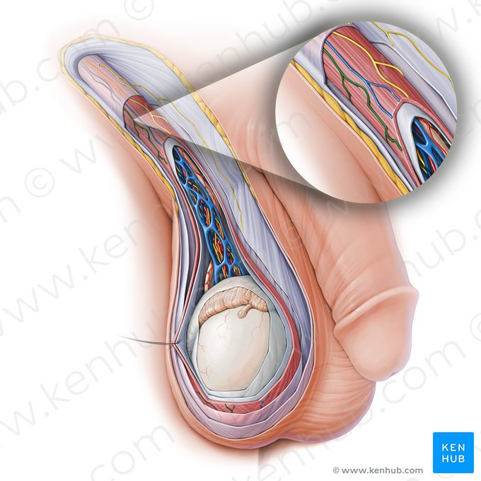 Cremasteric artery (Arteria cremasterica); Image: Paul Kim