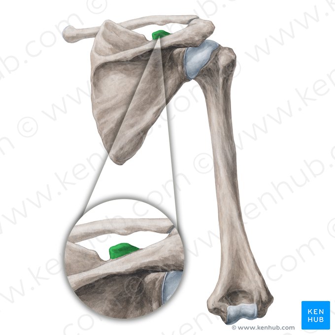 Processo coracoide da escápula (Processus coracoideus scapulae); Imagem: Yousun Koh