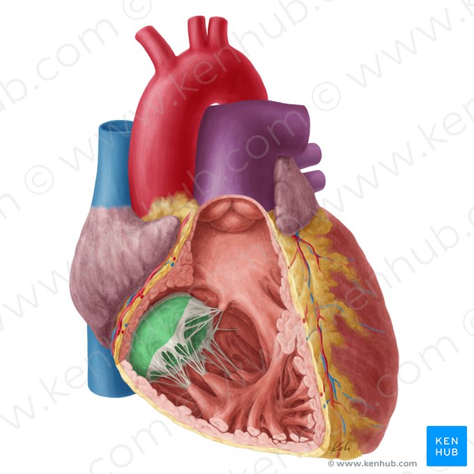 Zona clara de la valva atrioventricular derecha (Zona clara valvae atrioventricularis dextrae); Imagen: Yousun Koh