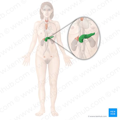 Páncreas (Pancreas); Imagen: Begoña Rodriguez