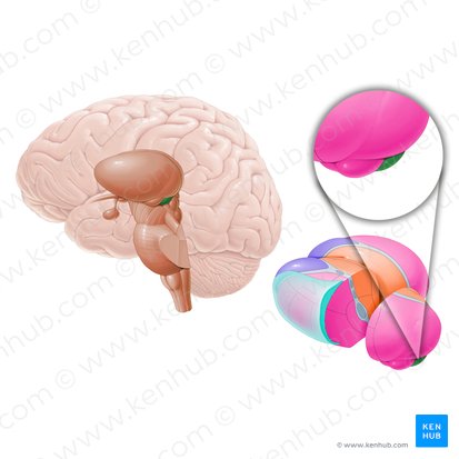 Cuerpo geniculado medial (Corpus geniculatum mediale); Imagen: Paul Kim