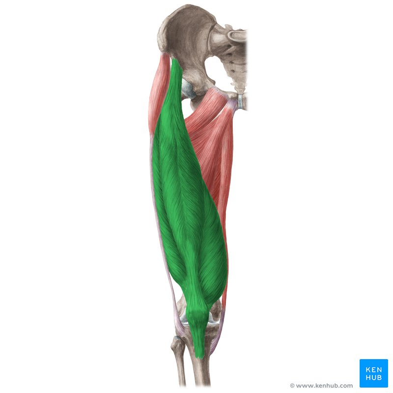 Quadriceps femoris muscle (Musculus quadriceps femoris)