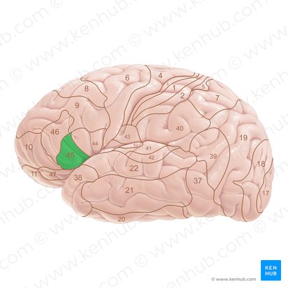 Área 45 de Brodmann (Area Brodmann 45); Imagem: Paul Kim