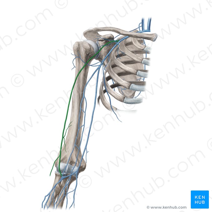 Vena cefálica (Vena cephalica); Imagen: Yousun Koh