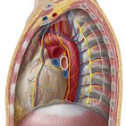 Mediastinum