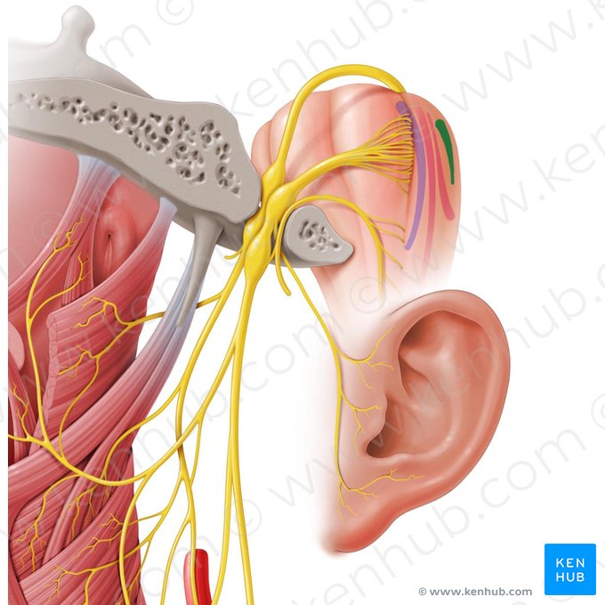 Posterior nucleus of vagus nerve (Nucleus posterior nervi vagi); Image: Paul Kim