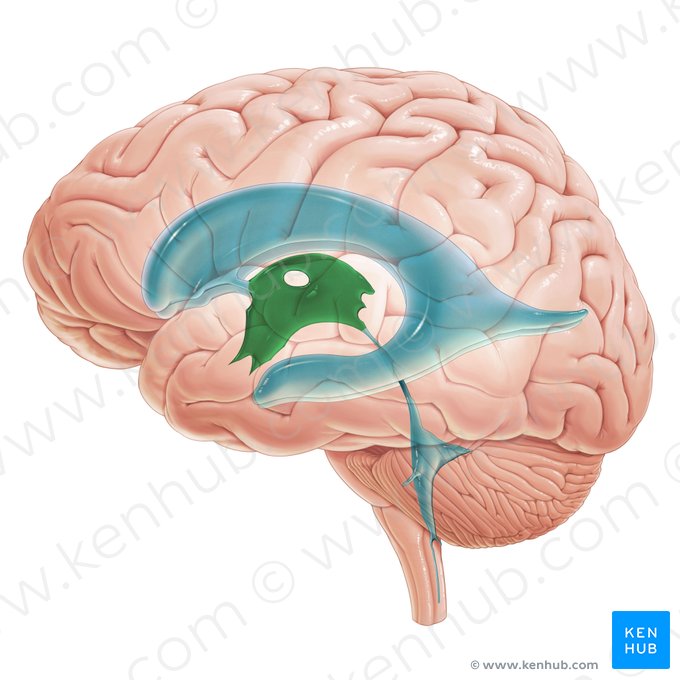 Terceiro ventrículo (Ventriculus tertius); Imagem: Paul Kim