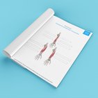 Forearm extensor muscle anatomy made easy with quizzes and diagram labeling exercises