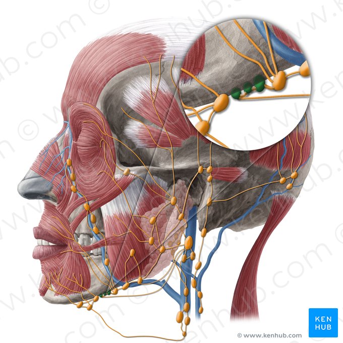 Linfonodos linguais (Nodi lymphoidei linguales); Imagem: Yousun Koh