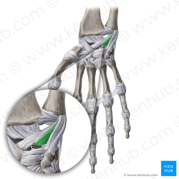 Ligamento ulno-semilunar (Ligamentum ulnolunatum); Imagem: Yousun Koh