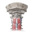Thyrohyoid muscle