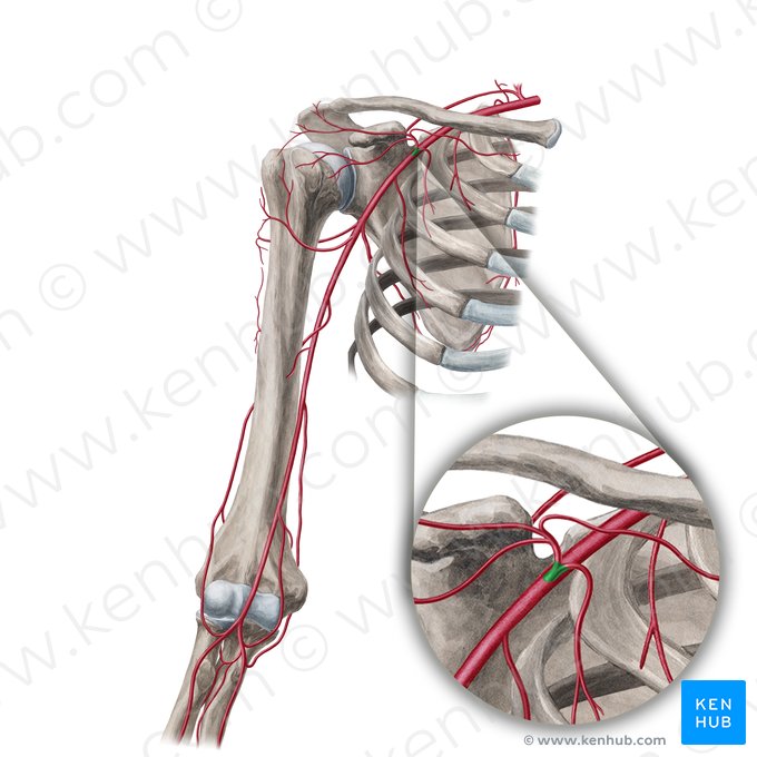 Arteria toraco-acromial (Arteria thoracoacromialis); Imagen: Yousun Koh