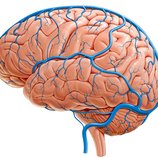 Neuroanatomía