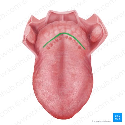 Sulco terminal da língua (Sulcus terminalis linguae); Imagem: Begoña Rodriguez