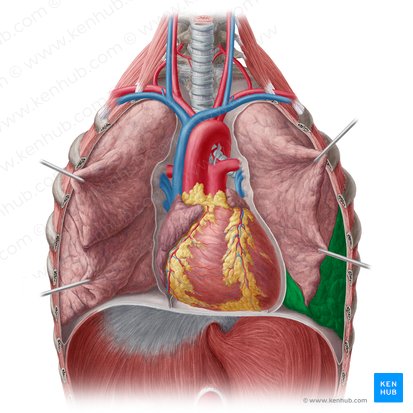 Inferior lobe of left lung (Lobus inferior pulmonis sinistri); Image: Yousun Koh