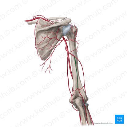 Artère collatérale moyenne (Arteria collateralis media); Image : Yousun Koh