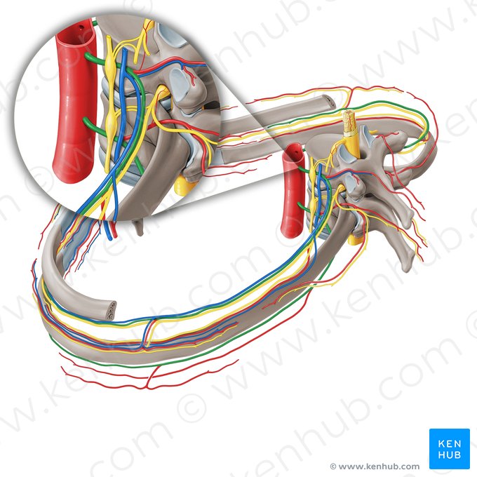 Artère intercostale postérieure (Arteria intercostalis posterior); Image : Paul Kim