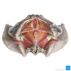 Perineal nerve