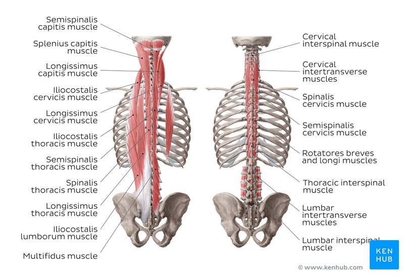 Muscles of the trunk: Anatomy, diagram, pictures | Kenhub