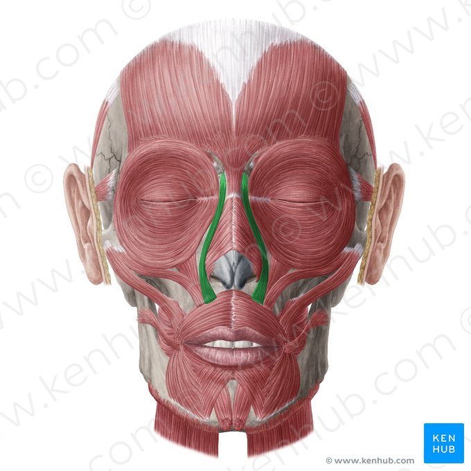 Músculo levantador do lábio superior e da asa do nariz (Musculus levator labii superioris alaeque nasi); Imagem: Yousun Koh
