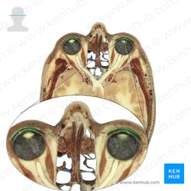 Orbicularis oculi muscle (Musculus orbicularis oculi); Image: National Library of Medicine