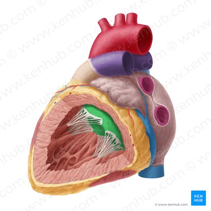 Clear zone of left atrioventricular valve (Zona clara valvae atrioventricularis sinistrae); Image: Yousun Koh