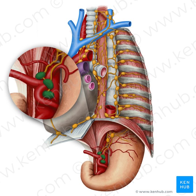 Celiac lymph nodes (Nodi lymphoidei coeliaci); Image: Irina Münstermann