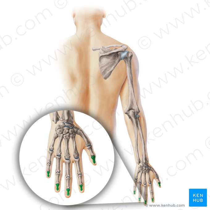 Falange distal da mão (Phalanx distalis manus); Imagem: Paul Kim