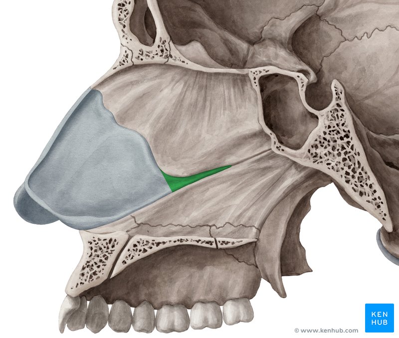 Posterior process of cartilage of nasal septum - medial view