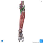 Deep posterior muscles of the leg