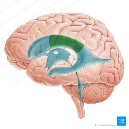 Corpo do ventrículo lateral (Pars centralis ventriculi lateralis); Imagem: Paul Kim