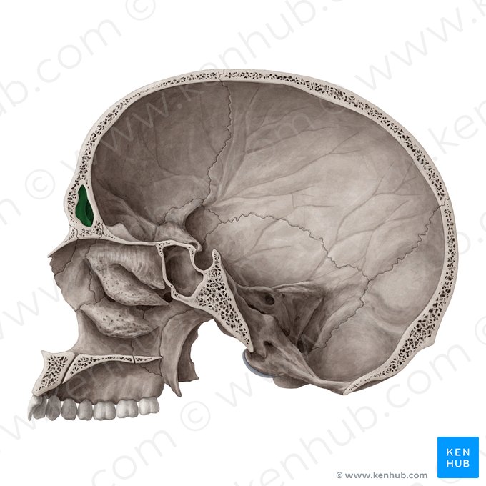Seno frontal (Sinus frontalis); Imagen: Yousun Koh